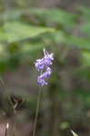 Carolina larkspur